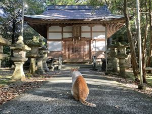 九鬼神社　猫